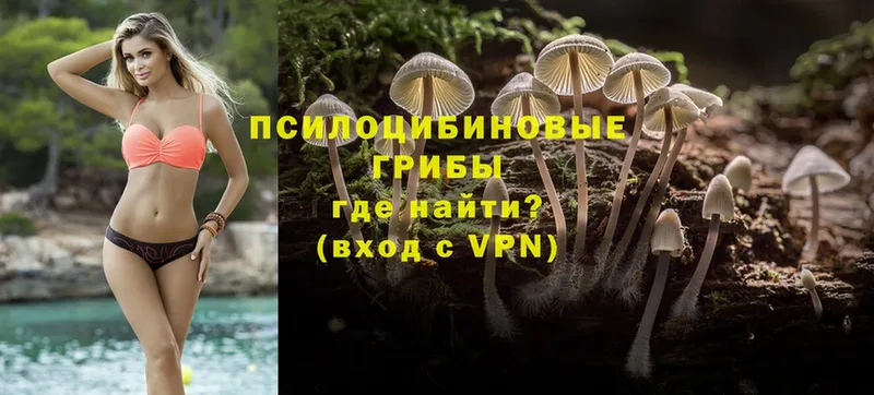 хочу наркоту  Карабулак  Псилоцибиновые грибы Cubensis 